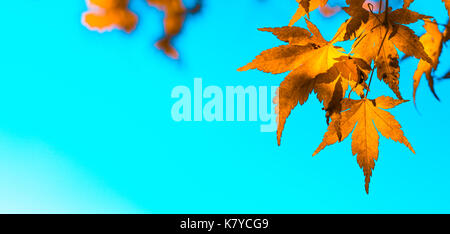 Herbstlaub, sehr flachen Fokus Stockfoto