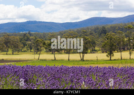 Margate, Tasmanien, Australien, Dez 31, 2016: Tasmanische Lavendel Felder mit sanften Hügel und Berge im Hintergrund Stockfoto