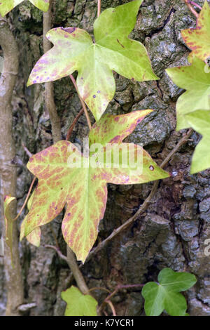 immergrüne glanzmispel Glanzmispel Red Robin (Photinia x fraseri 'Red Robin') | 125-150 cm im Topf main image 0