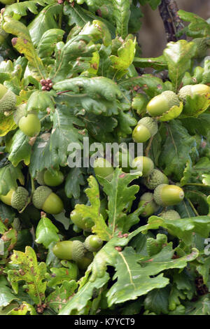 Eine Reihe von neuen grünen Eicheln zu einer Eiche vor Braun gehen im Herbst und fallen von den Bäumen. Von der kleinen Eicheln große Eichen wachsen. Stockfoto