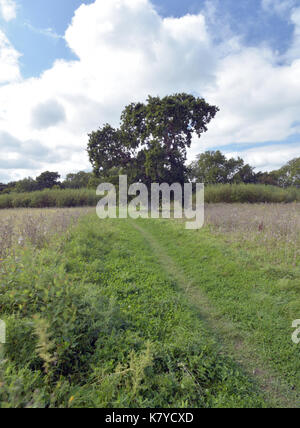 Ein englischer Eiche große reife Form und einige grüne Gräser und Pflanzen in den Vordergrund gegen einen blauen Himmel mit Wolken im Sommer in den Herbst. Stockfoto