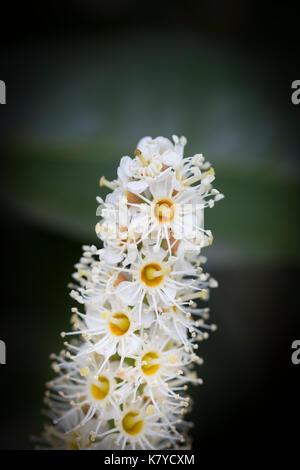 Nahaufnahme der Blüte weiße Laurel Strauch Stockfoto