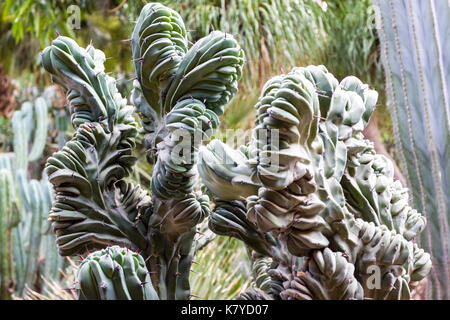 Die Majorell Garten ist am schönsten Landschaft Garten der Stadt. Marrakesch, Marrakech-Safi. Marokko Stockfoto