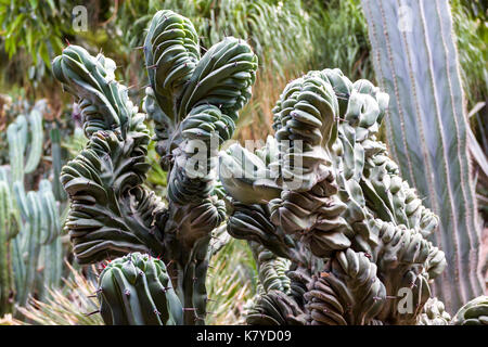 Die Majorell Garten ist am schönsten Landschaft Garten der Stadt. Marrakesch, Marrakech-Safi. Marokko Stockfoto