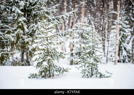 Kleine Pinien in einem Wald, Finnland Stockfoto