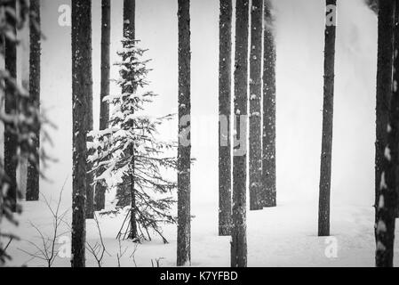 Teil einer Reihe von eine verschneite Szene mit einer Kiefer, die sich aus der weißen, Finnland Stockfoto