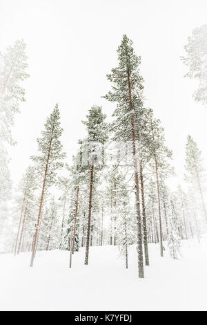 Wald mit Schnee, Kuertunturi, Äkäslompolo, Lappland, Finnland Stockfoto