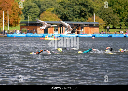 Schwimmen Serpentine schwimmen Veranstaltung in der Serpentine, Hyde Park, London. Graugänse fliegen über Schwimmer Stockfoto