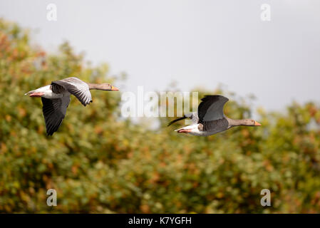 Graugänse Anser anser aus der Familie der Wasservögel Anatidae, die über die Serpentine im Hyde Park in London fliegen. Koppeln Stockfoto