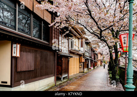 Kazue-machi Chaya beliebten touristischen Viertel, Kanazawa. Edo periode Straße, Mix aus traditionellen Japanischen Gasthäuser, Ryokan, und Gehäuse und Kirschblüten. Stockfoto