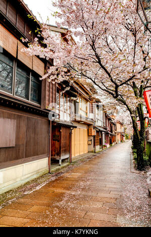 Kazue-machi Chaya beliebten touristischen Viertel, Kanazawa. Edo periode Straße, Mix aus traditionellen Japanischen Gasthäuser, Ryokan, und Gehäuse und Kirschblüten. Stockfoto