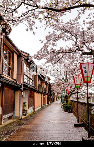 Kazue-machi Chaya beliebten touristischen Viertel, Kanazawa. Edo periode Straße, Mix aus traditionellen Japanischen Gasthäuser, Ryokan, und Gehäuse und Kirschblüten. Stockfoto