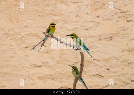 Blau-tailed Bienenfresser (Merops Philippinus) Stockfoto