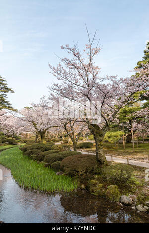 Japan, Kanazawa, Kenrokuen Garten einer der Top drei Gärten in Japan. Stream, mit Kirschblüten Bäume einer Seite, strahlend blauer Himmel. Stockfoto