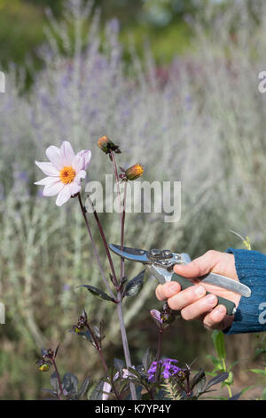 Gärtner kupplungsdrucköl Dahlie 'klassische Rosamunde' Blumen mit gartenschere in einen englischen Garten. Großbritannien Stockfoto