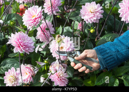 Gärtner kupplungsdrucköl Dahlia Blumen mit gartenschere in einen englischen Garten. Großbritannien Stockfoto