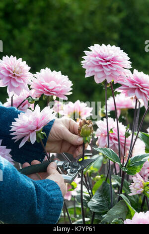 Gärtner kupplungsdrucköl Dahlia Blumen mit gartenschere in einen englischen Garten. Großbritannien Stockfoto