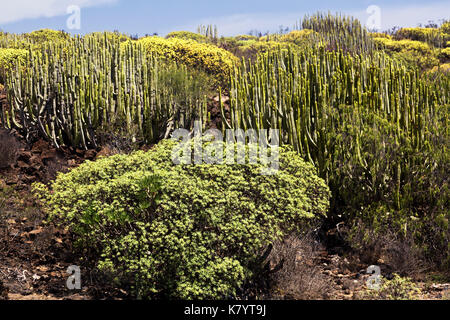 Stachelige Birne auf einem Berghang unter dem blauen Himmel. Teneriffa, Spanien Stockfoto