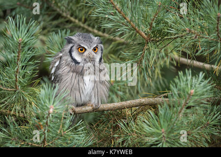 Eine Warnung weißen konfrontiert scops Owl thront eine Zweigniederlassung, die in einem Baum nach vorne starrte mit großen orangefarbenen Augen Stockfoto