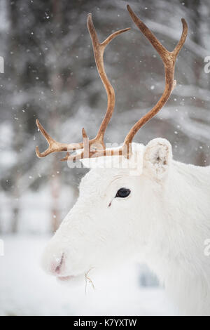 Weiße Rentiere im Schnee, Lappland, Finnland Stockfoto