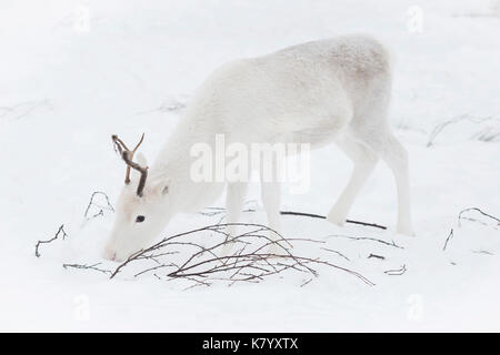 Weiße Rentiere im Schnee, Lappland, Finnland Stockfoto