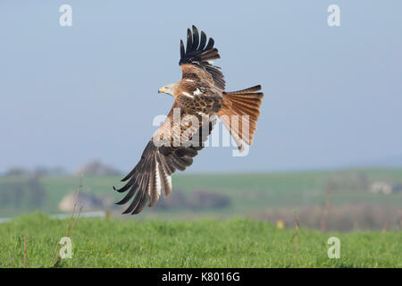 Rotmilan (Milvus milvus), unreife Weiblichen im Flug, West Yorkshire, England, April (von in Gefangenschaft gehaltenen Vögeln) Stockfoto