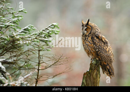 Waldohreule - Asio otus Stockfoto