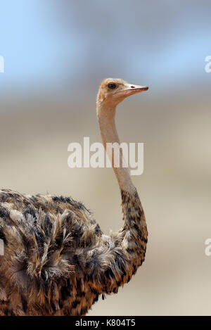 Afrikanischer Strauß, Struthio camelus, Masai Mara National Park, Kenia. Wildlife Szene in der Natur Lebensraum Stockfoto