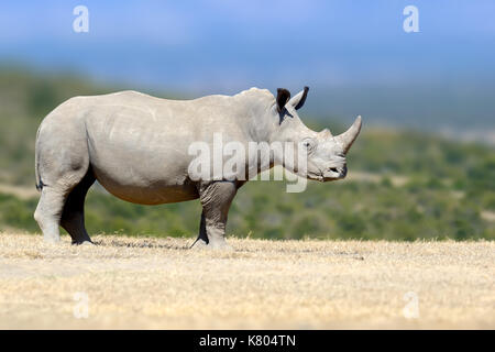 Weißes Nashorn in der Natur Lebensraum, Kenia, Afrika. Wildlife Szene aus der Natur. Große Tier aus Afrika Stockfoto