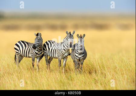 Zebra im gras natur Lebensraum, Nationalpark von Kenia. Wildlife Szene aus Natur, Afrika Stockfoto