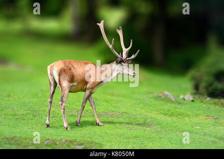 Hirsche in der freien Wildbahn, im Gras, Wald Hintergrund. Rotwild im Wald. Faltenbalg majestätisch kraftvoll nach Red Deer Hirsch in Sommer Wald während der Ru Stockfoto