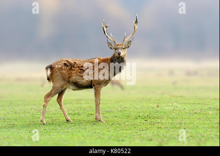 Hirsche in der freien Wildbahn, im Gras, Wald Hintergrund. Rotwild im Wald. Faltenbalg majestätisch kraftvoll nach Red Deer Hirsch in Sommer Wald während der Ru Stockfoto