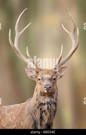 Hirsche in der freien Wildbahn, im Gras, Wald Hintergrund. Rotwild im Wald. Faltenbalg majestätisch kraftvoll nach Red Deer stag im Herbst Wald während der Ru Stockfoto