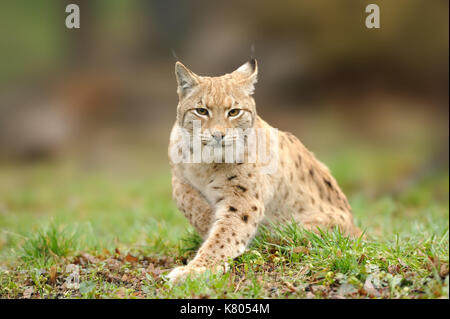 Eurasischen Luchs, Wildkatze Wandern auf Wald im Hintergrund. Schönes Tier in der Natur Lebensraum. Tierwelt Jagd Szene Stockfoto