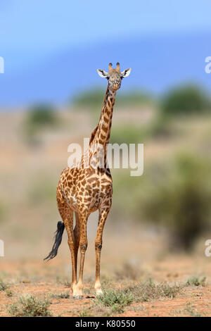 Giraffe in der Natur Lebensraum, Kenia, Afrika. Wildlife Szene aus der Natur. Große Tier aus Afrika Stockfoto