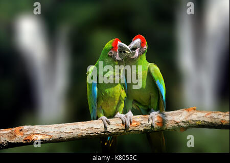 Wild Papagei Vogel, Green Parrot Great-Green Macaw, Ara ambigua. Wild seltene Vogel in der Natur Lebensraum. Grüne große Papagei sitzen auf dem Zweig Stockfoto