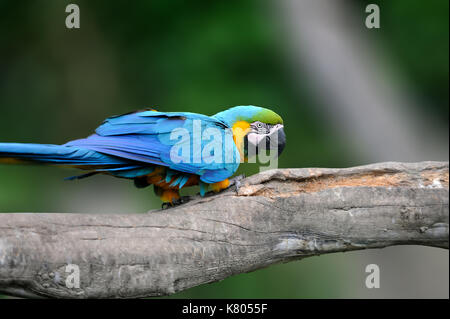 Wild parrot Bird, Blue Parrot Great-Green Macaw, Ara ambigua. Wild seltene Vogel in der Natur Lebensraum. Blue big Papagei sitzen auf dem Zweig Stockfoto