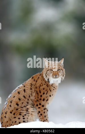 Eurasischen Luchs, Wildkatze Wandern auf Wald im Hintergrund. Schönes Tier in der Natur Lebensraum. Tierwelt Jagd Szene Stockfoto