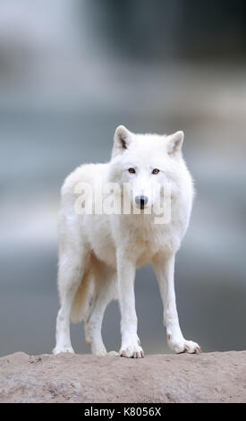 Arktische Wölfe im Winter. Schließen Arctic Wolf auf Winter blured Hintergrund Stockfoto