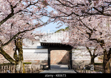 Japan, Kanazawa Castle. Ishikawa-mon Tor, Koraimon, Teil der masugata und Revolver mit dem Eingang Brücke, durch Kirschblüten flankiert. Stockfoto