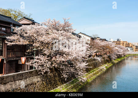 Japan, Kanazawa, Higashi Chaya Bezirk. Asanogawa Fluss mit Waterfront traditionelle Edo Stil mit Gehäuse und Kirschblüten. Strahlender Sonnenschein. Stockfoto