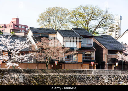 Japan, Kanazawa, beliebtes Reiseziel Higashi Chaya. Asanogawa Fluss mit waterfront Edo Stil Gehäuse und Kirschblüten. Bewölkten Himmel. Stockfoto