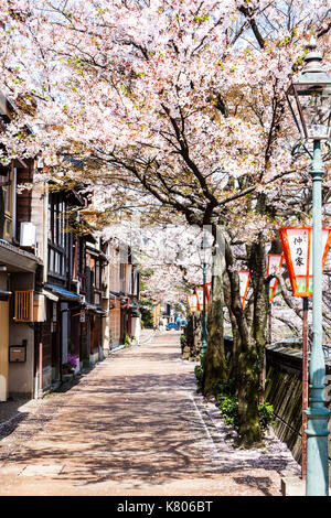 Beliebte Kazue-machi Chaya, Edo Periode street Mix aus traditionellen japanischen Ryokan, Gasthöfe und Gehäuse, gegenüber, Kirschblüten und den Fluss. Stockfoto