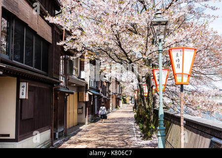 Beliebte Kazue-machi Chaya, Edo Periode street Mix aus traditionellen japanischen Ryokan, Gasthöfe und Gehäuse, gegenüber, Kirschblüten und den Fluss. Stockfoto