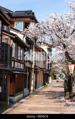 Beliebte Kazue-machi Chaya, Edo Periode street Mix aus traditionellen japanischen Ryokan, Gasthöfe und Gehäuse, gegenüber, Kirschblüten und den Fluss. Stockfoto