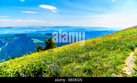 Wandern über Almen in Wildblumen in die Berge in der Nähe von Sun Peaks in der Shuswap Hochland abgedeckt in Zentral British Columbia, Kanada Stockfoto