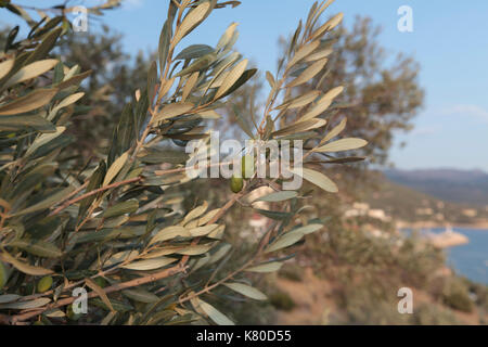 Die Oliven wachsen auf Bäumen in Kas, Türkei Stockfoto