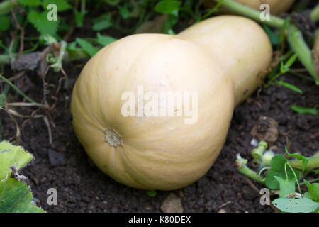 Ein butternusskürbis Fruchtreife auf der Rebe. Stockfoto