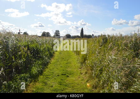 Das schöne Bild in den Farben der "Zaanse Schans", ein Ort in den Niederlanden. Zeigt wie schön ist die Farm Stockfoto