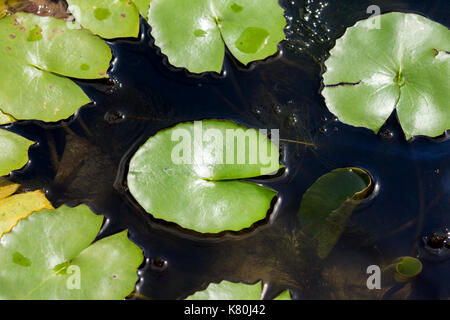 Lotus Blatt in der Lagune, in der natürliche Hintergrund Stockfoto